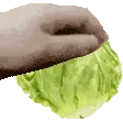 pet_Lettuce_MV
