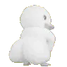 whityducky