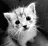 meow