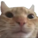 catstare