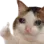 e_cat_okay