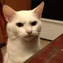 Contempt
