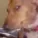 doggggggggggggg doggggggggggggg