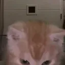 8CatAura