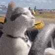 8CatDrift