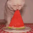 8CatEat
