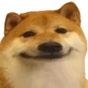 shiba