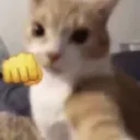 cat_punch cat_punch