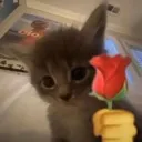 kittywithrose