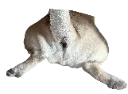 butt
