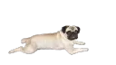 lyingshitou