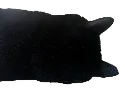 lyingmaowu