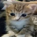 z_aw