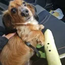 pickledog