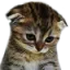 Anshi_sad