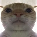 catstare
