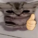 cat_ok