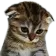 Sad_Kitty