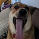 bog bog