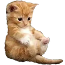 18222cat