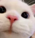 helo