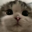 cutecat