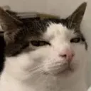3_judgy