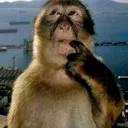 monke