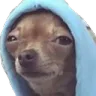 susdog