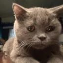 mochi