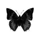 00001butterfly