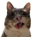 rigbyconfused
