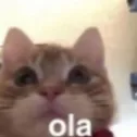 cat_ola