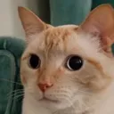 whatthecrap