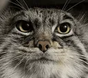 redfox_stare redfox_stare