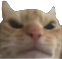 AngryCat