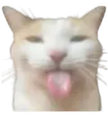 SillyCat