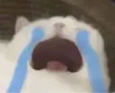 tearsgato