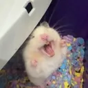 hamsterscreaming