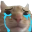 catcri