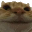 NoNo