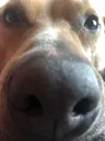 dexternose