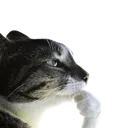 is_this_ragebait