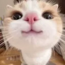 cutekitty