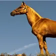 hor