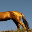 se