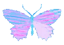 z_butterflyc