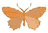 z_butterflyo