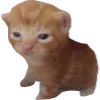 robert