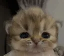 cute